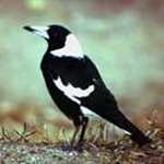 Magpie Animal Totems